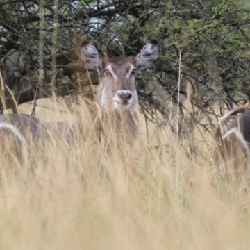 Bahati Caravan Park & Game Farm