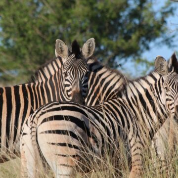 Bahati Caravan Park & Game Farm