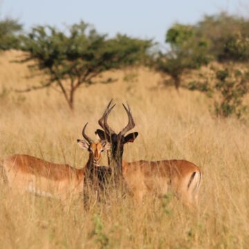 Bahati Caravan Park & Game Farm