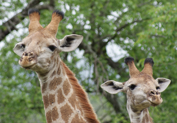 Bahati Caravan Park & Game Farm