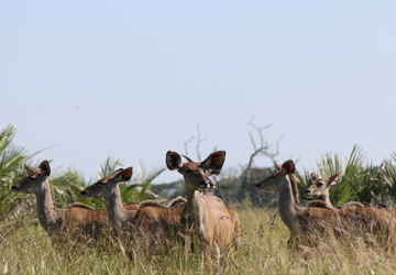 Bahati Caravan Park & Game Farm