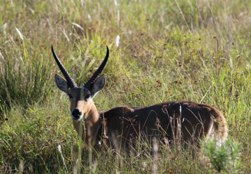 Bahati Caravan Park & Game Farm