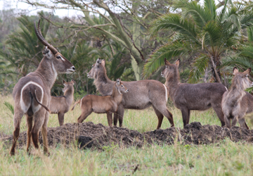 Bahati Caravan Park & Game Farm