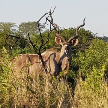 Bahati Caravan Park & Game Farm