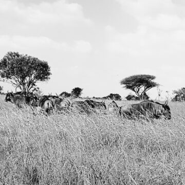 Bahati Caravan Park & Game Farm