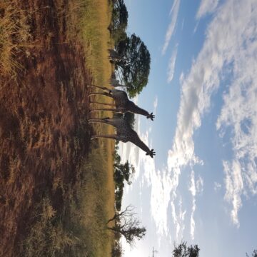 Bahati Caravan Park & Game Farm