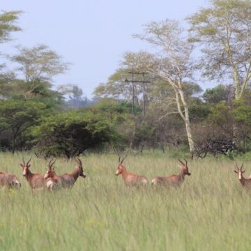 Bahati Caravan Park & Game Farm