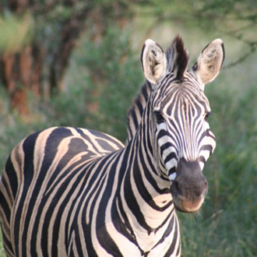 Mbizi Game Lodge & Spa