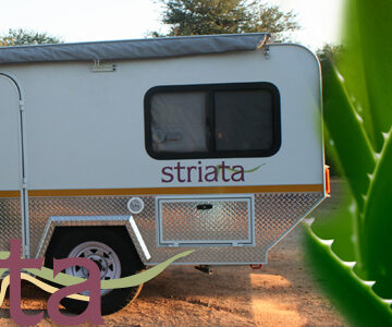 Aloe Striata Caravan
